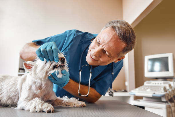 Best Urgent Dental Care for Toothache in Pelion, SC